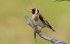 European Goldfinch